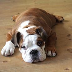 Engelsk bulldog Antonio