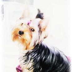 Yorkshire terrier Nika