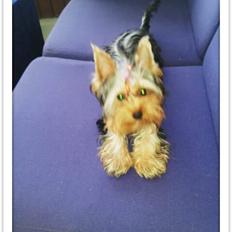 Yorkshire terrier Nika