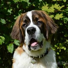 Sankt bernhardshund Layka