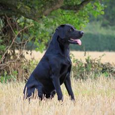 Blanding af racer Fredenslund's Andy