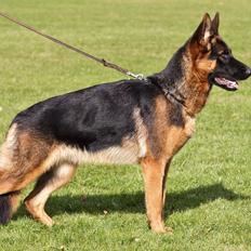 Schæferhund Team Dika's Extra ( Nova )