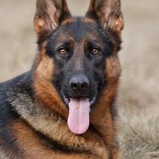 Schæferhund Team Dika's Extra ( Nova )