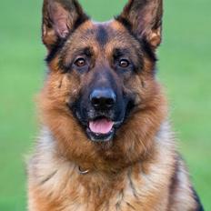 Schæferhund Hamsel's Pique  ( Santo )