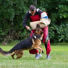 Schæferhund Hamsel's Pique  ( Santo )