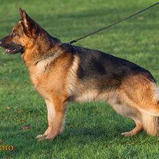 Schæferhund Hamsel's Pique  ( Santo )