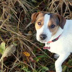 Jack russell terrier Panda