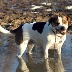 Jack russell terrier Panda