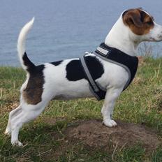Jack russell terrier Panda