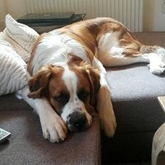 Blanding af racer Kenzo