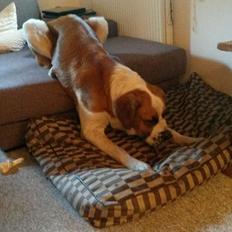 Blanding af racer Kenzo