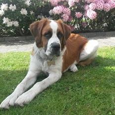 Blanding af racer Kenzo