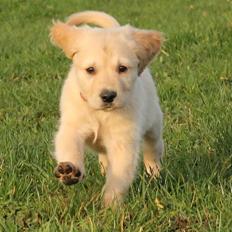 Golden retriever Zita