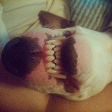 Bullterrier Fars gris (Lulu)