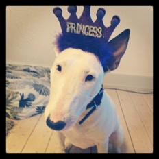 Bullterrier Fars gris (Lulu)