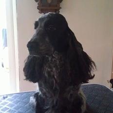 Cocker spaniel Diana - himmelhund