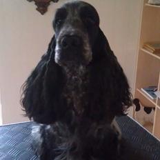 Cocker spaniel Diana - himmelhund