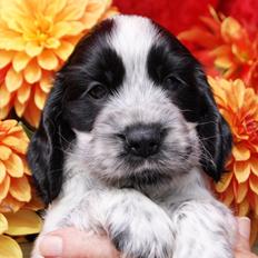 Cocker spaniel Choice og blues Wilma