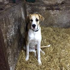 Blanding af racer Emma