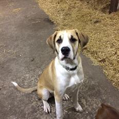 Blanding af racer Emma