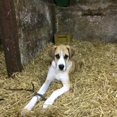 Blanding af racer Emma