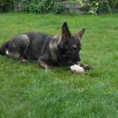 Schæferhund Hulgaard´s Else (Bella i det daglig)