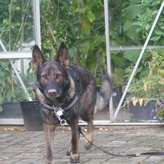 Schæferhund Hulgaard´s Else (Bella i det daglig)