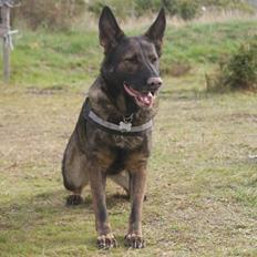 Schæferhund Hulgaard´s Else (Bella i det daglig)