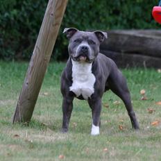 Staffordshire bull terrier Iceman Sama Slodycz