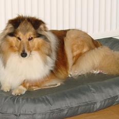 Shetland sheepdog Trold