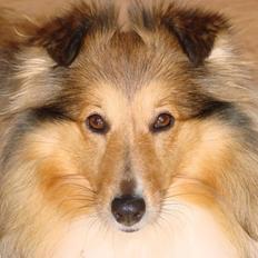 Shetland sheepdog Trold