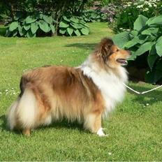 Shetland sheepdog Trold