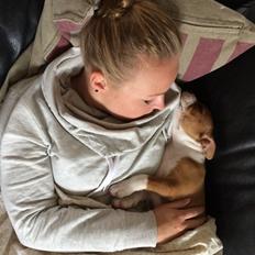 Staffordshire bull terrier Sika (Deestaff Red Robin from DK)