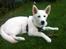 Blanding af racer Cuba, Malamute / hvid schæfer / Samojedhund - 14 uger.. stadig sød