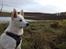 Blanding af racer Cuba, Malamute / hvid schæfer / Samojedhund - 16 uger