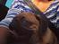 Mops Eddie