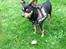 Dvaergpinscher Måns 