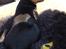 Dvaergpinscher Måns 