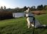 Blanding af racer Cuba, Malamute / hvid schæfer / Samojedhund - 15 uger, dag vide om fuglene vil lege?