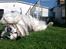 Alaskan malamute Ricky