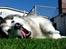 Alaskan malamute Ricky