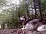 Alaskan malamute Ricky