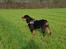 Rottweiler Fafner<3 |Faffe'laffe|<3 - 8/11/2014
