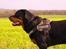 Rottweiler Fafner<3 |Faffe'laffe|<3 - 8/11/2014