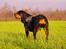 Rottweiler Fafner<3 |Faffe'laffe|<3 - 8/11/2014
