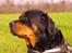 Rottweiler Fafner<3 |Faffe'laffe|<3 - 8/11/2014