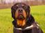 Rottweiler Fafner<3 |Faffe'laffe|<3 - 8/11/2014