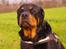 Rottweiler Fafner<3 |Faffe'laffe|<3 - 8/11/2014