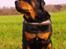 Rottweiler Fafner<3 |Faffe'laffe|<3 - 8/11/2014