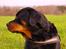 Rottweiler Fafner<3 |Faffe'laffe|<3 - 8/11/2014